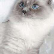 ヒメ日記 2025/06/07 23:41 投稿 みう 千姫(道後)