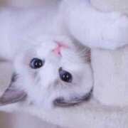 ヒメ日記 2025/06/30 14:30 投稿 みう 千姫(道後)