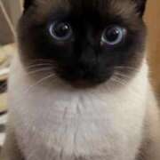 ヒメ日記 2025/07/13 21:24 投稿 みう 千姫(道後)