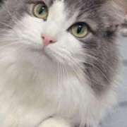 ヒメ日記 2025/07/29 19:32 投稿 みう 千姫(道後)