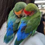 ヒメ日記 2025/08/02 00:06 投稿 みう 千姫(道後)