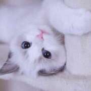 ヒメ日記 2025/08/02 20:04 投稿 みう 千姫(道後)