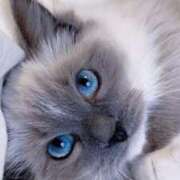 ヒメ日記 2025/08/19 22:59 投稿 みう 千姫(道後)