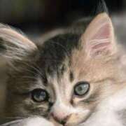 ヒメ日記 2025/08/21 22:47 投稿 みう 千姫(道後)