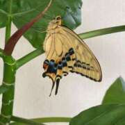 ヒメ日記 2025/08/28 23:55 投稿 みう 千姫(道後)