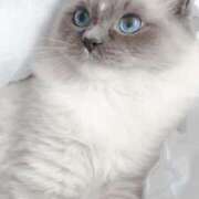 ヒメ日記 2025/09/06 21:50 投稿 みう 千姫(道後)