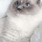 ヒメ日記 2025/09/23 21:12 投稿 みう 千姫(道後)