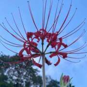 ヒメ日記 2025/09/26 23:33 投稿 みう 千姫(道後)