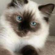 ヒメ日記 2025/11/07 21:16 投稿 みう 千姫(道後)