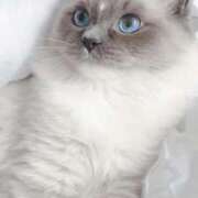 ヒメ日記 2025/11/14 23:35 投稿 みう 千姫(道後)