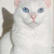 ヒメ日記 2025/11/21 22:38 投稿 みう 千姫(道後)