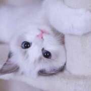 ヒメ日記 2025/11/28 23:07 投稿 みう 千姫(道後)