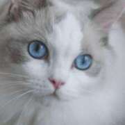 ヒメ日記 2025/12/06 22:19 投稿 みう 千姫(道後)