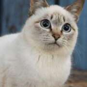 みう ☆ 12／14 ありがとうの気持ち ☆ 千姫(道後)