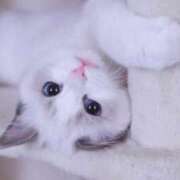 ヒメ日記 2026/03/28 23:42 投稿 みう 千姫(道後)