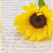 ヒメ日記 2024/12/11 14:28 投稿 さや 素人妻御奉仕倶楽部Hip's松戸店