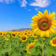 ヒメ日記 2025/01/28 14:27 投稿 さや 素人妻御奉仕倶楽部Hip's松戸店