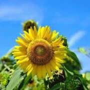 ヒメ日記 2025/02/25 12:12 投稿 さや 素人妻御奉仕倶楽部Hip's松戸店