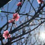 ヒメ日記 2025/03/11 08:48 投稿 さや 素人妻御奉仕倶楽部Hip's松戸店