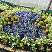 ヒメ日記 2025/03/19 15:48 投稿 さや 素人妻御奉仕倶楽部Hip's松戸店