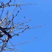 ヒメ日記 2025/03/20 09:58 投稿 さや 素人妻御奉仕倶楽部Hip's松戸店