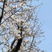 ヒメ日記 2025/03/28 11:58 投稿 さや 素人妻御奉仕倶楽部Hip's松戸店