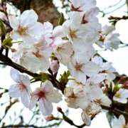 ヒメ日記 2025/03/31 10:07 投稿 さや 素人妻御奉仕倶楽部Hip's松戸店