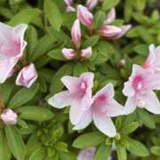 ヒメ日記 2025/04/20 08:26 投稿 さや 素人妻御奉仕倶楽部Hip's松戸店