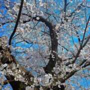 かなで おはなみ🌸 制服天国（ユメオト）