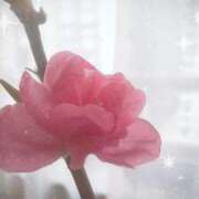 ヒメ日記 2025/02/13 11:40 投稿 春風　こうめ 福岡ホットポイント