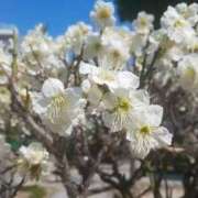 ヒメ日記 2025/03/01 16:20 投稿 春風　こうめ 福岡ホットポイント