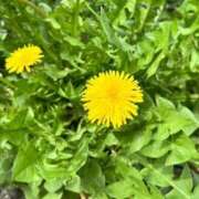 ヒメ日記 2025/04/01 17:01 投稿 春風　こうめ 福岡ホットポイント