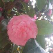 ヒメ日記 2025/04/11 12:20 投稿 春風　こうめ 福岡ホットポイント