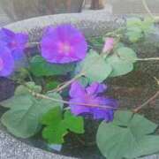 ヒメ日記 2025/04/12 13:00 投稿 春風　こうめ 福岡ホットポイント