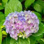 ヒメ日記 2025/05/30 15:20 投稿 秋葉　ふわり 福岡ホットポイント