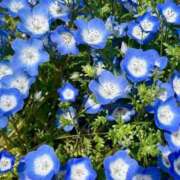 ヒメ日記 2025/06/18 08:20 投稿 秋葉　ふわり 福岡ホットポイント