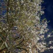 ヒメ日記 2025/04/12 23:46 投稿 中野渡めら 全裸にされた女たちor欲しがり痴漢電車