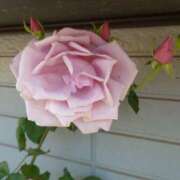 ヒメ日記 2025/11/28 15:54 投稿 樹（いつき） 奥様は痴女