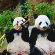 ヒメ日記 2026/03/25 07:40 投稿 樹（いつき） 奥様は痴女