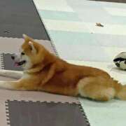 ヒメ日記 2026/04/17 07:28 投稿 樹（いつき） 奥様は痴女