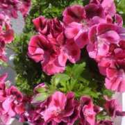 ヒメ日記 2026/04/06 11:41 投稿 ひろみ 熟女の風俗最終章 宇都宮店