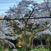 ヒメ日記 2025/03/29 08:26 投稿 みぃ シェリーエンジェル