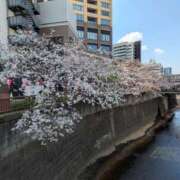 ヒメ日記 2025/04/01 19:23 投稿 みぃ シェリーエンジェル