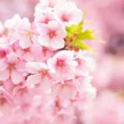 ヒメ日記 2025/04/01 11:34 投稿 ねいろ 即アポ奥さん ～津・松阪店～