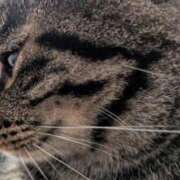 ヒメ日記 2025/08/11 21:24 投稿 ねいろ 即アポ奥さん ～津・松阪店～