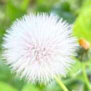 ヒメ日記 2026/04/21 16:23 投稿 さつき 鹿児島ちゃんこ 薩摩川内店