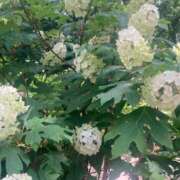 ヒメ日記 2025/06/20 09:04 投稿 きら 北九州人妻倶楽部（三十路、四十路、五十路）