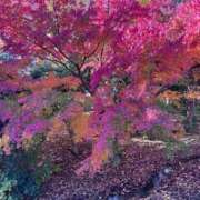 ヒメ日記 2024/12/12 11:34 投稿 せりな 熟女の風俗最終章 町田店