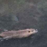 ヒメ日記 2025/03/10 13:38 投稿 さな✖1【モデル系美女】 やん姫SP