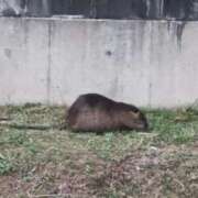 ヒメ日記 2025/03/26 10:25 投稿 さな✖1【モデル系美女】 やん姫SP